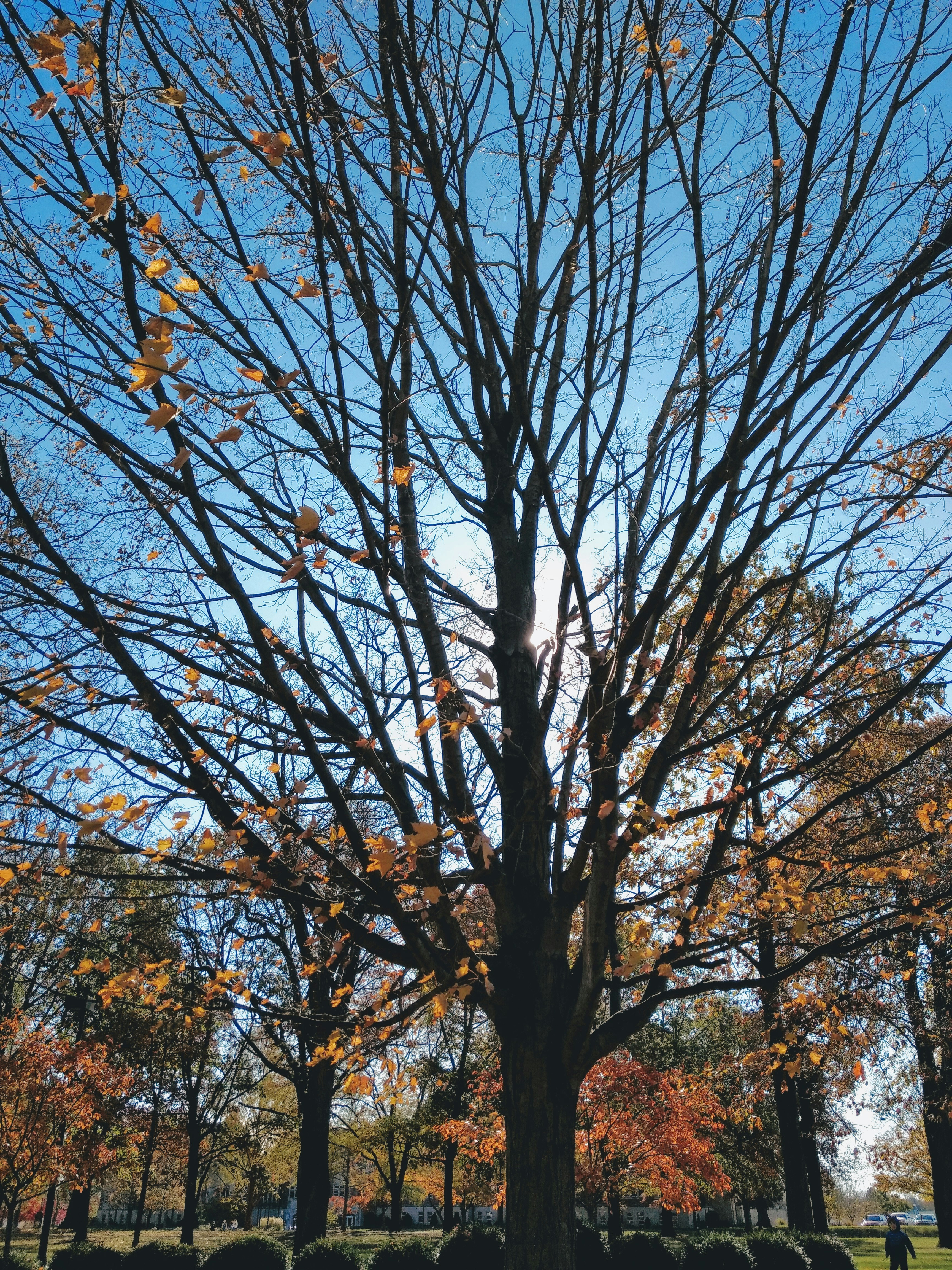Autumn leaves, a nearly barren tree